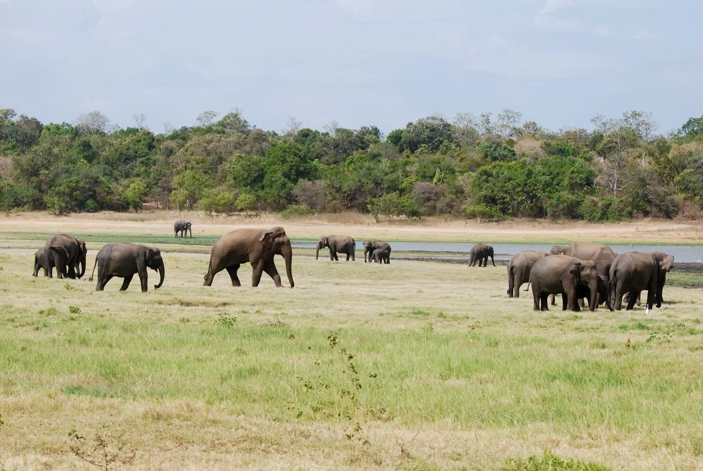 By collaborating with local wildlife veterinarians, we&rsquo;ve learned that nearly two-thirds of elephant deaths are related to humans, in the region of Sri Lanka where we work. This stark reality underscores the scale and urgency of human-elephant 