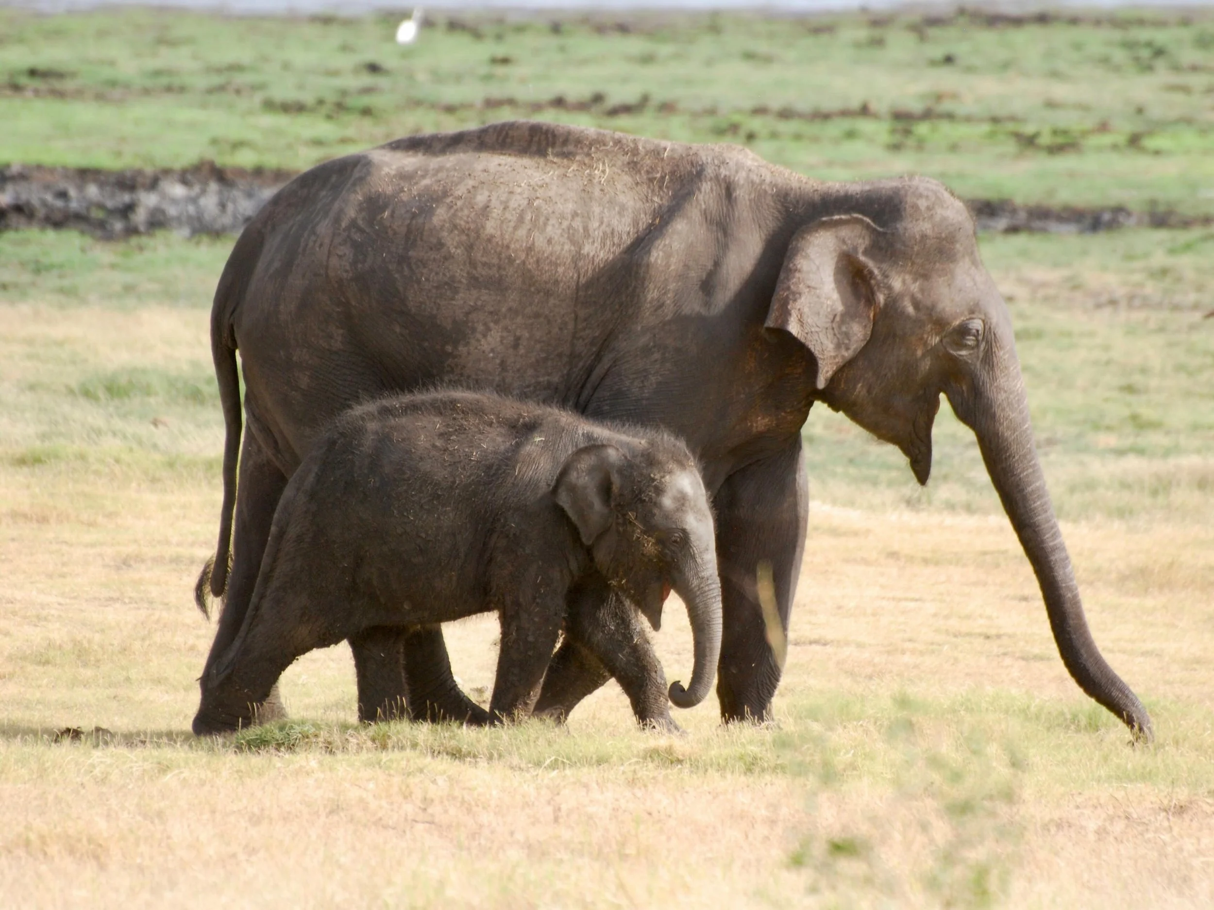 As female elephants have calves throughout their lives, their pelvis shape gradually changes to become more boxy. This skeletal adaptation occurs to accommodate carrying and delivering calves throughout decades of their lives. Pelvis shape can also b