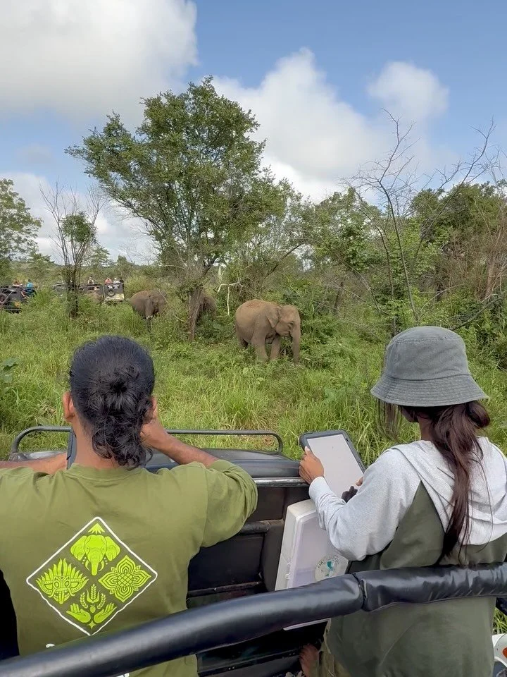 Our team closely monitors elephant populations in Sri Lanka, ensuring that every observation contributes to a growing and dynamic body of knowledge. Each day, our field assistants work in pairs in the national parks, recording detailed observations, 