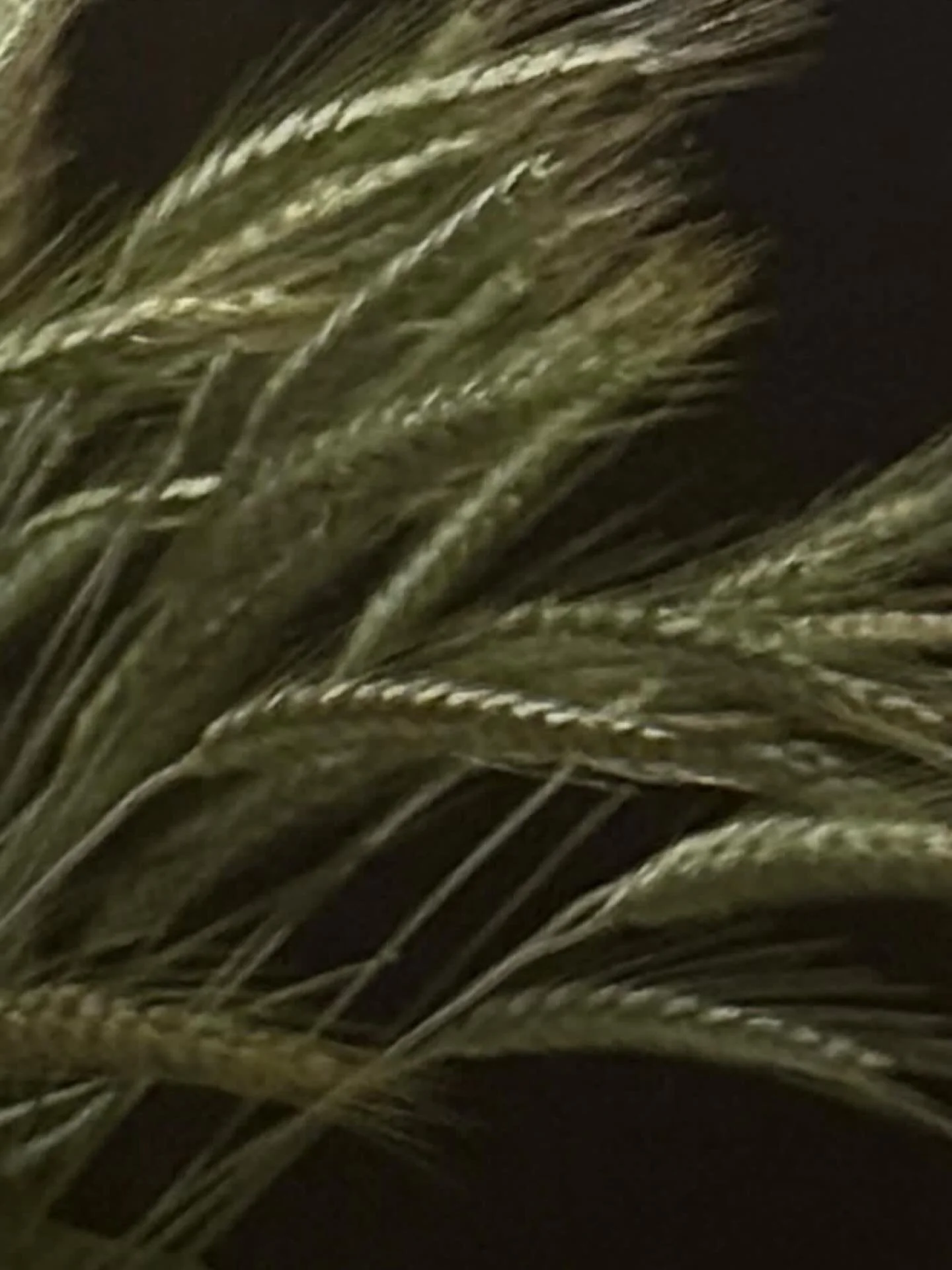 &hellip;BUT IF IT DIES IT YEILDS MANY.