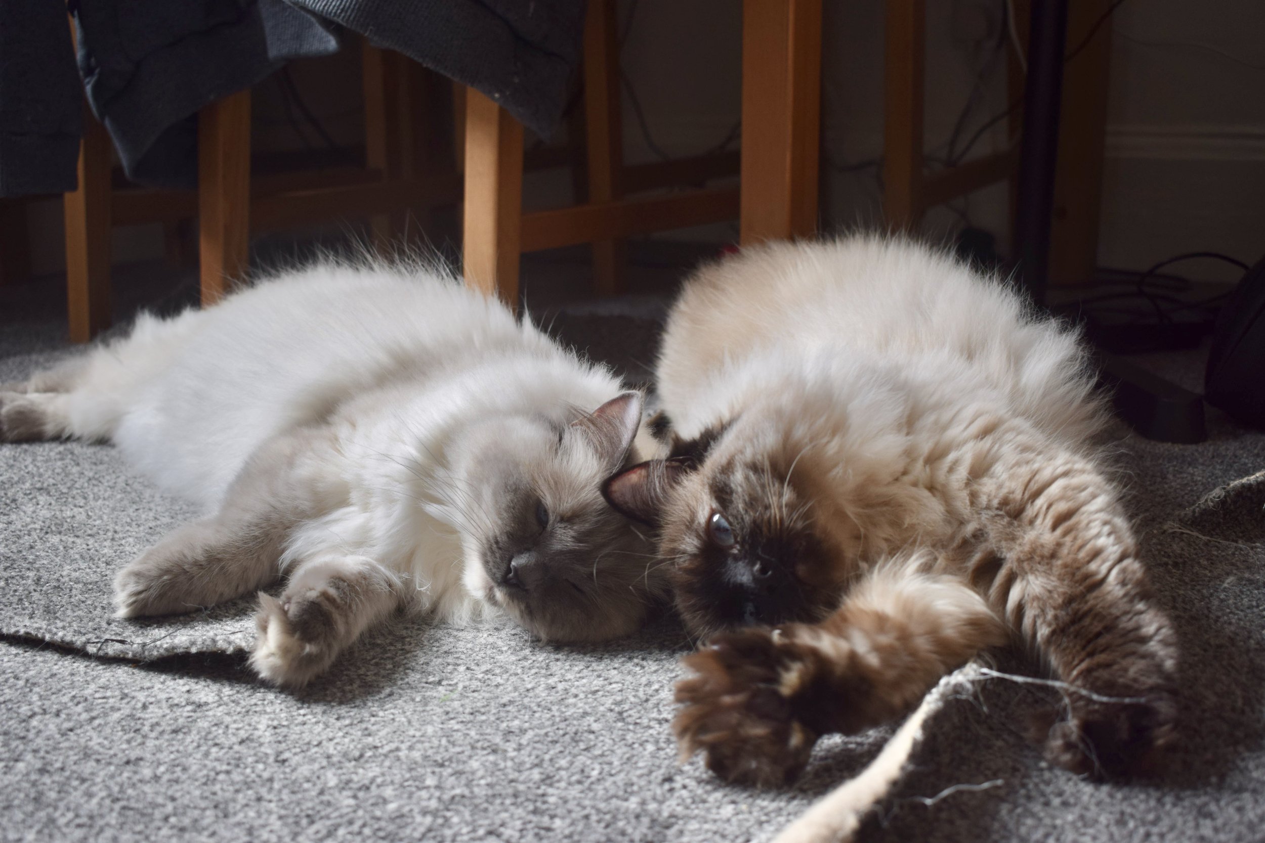 DSC_0590.jpeg