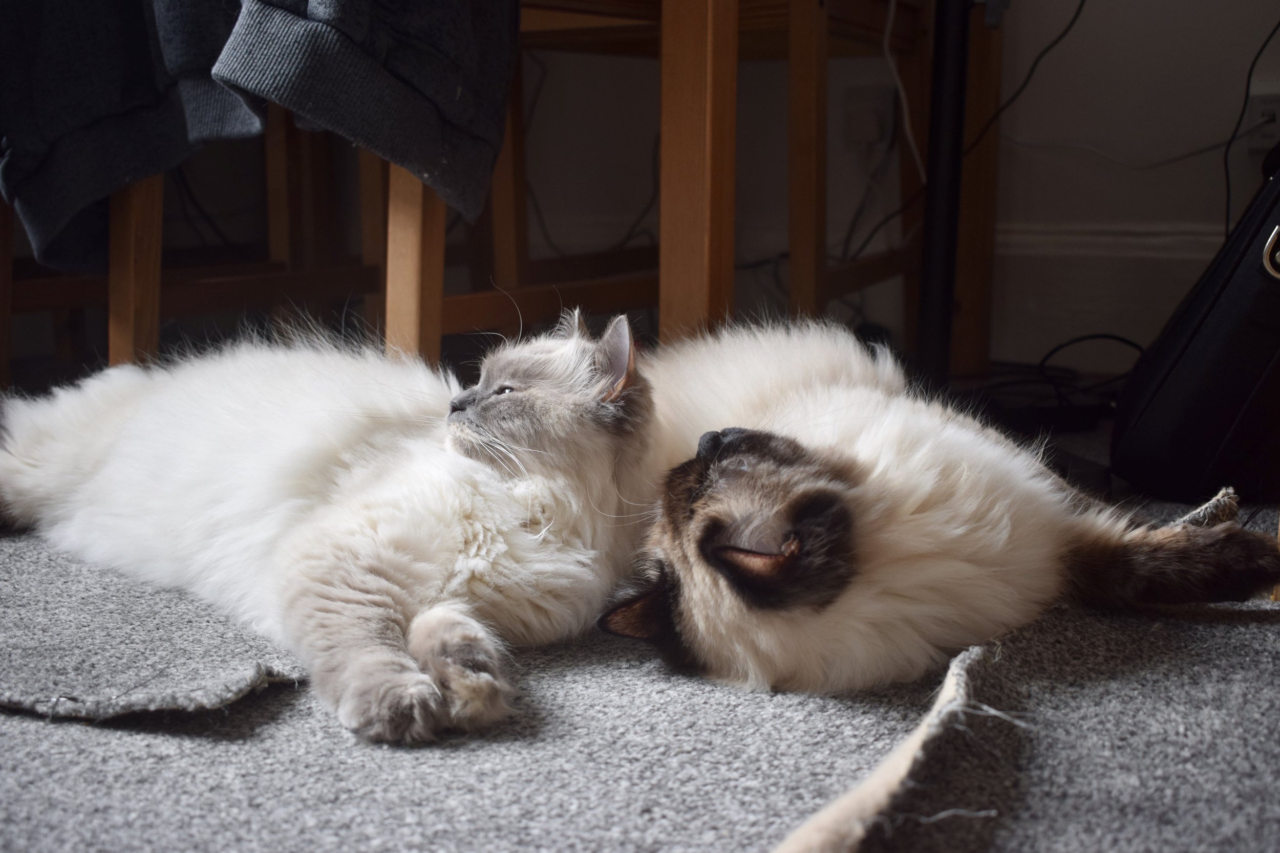 DSC_0597.jpeg
