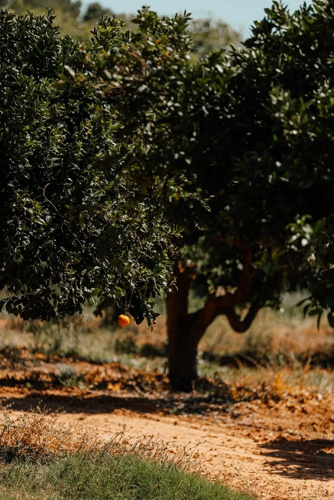 Quinta dos Vales Algarve - Casey Bell Photography (4).jpg