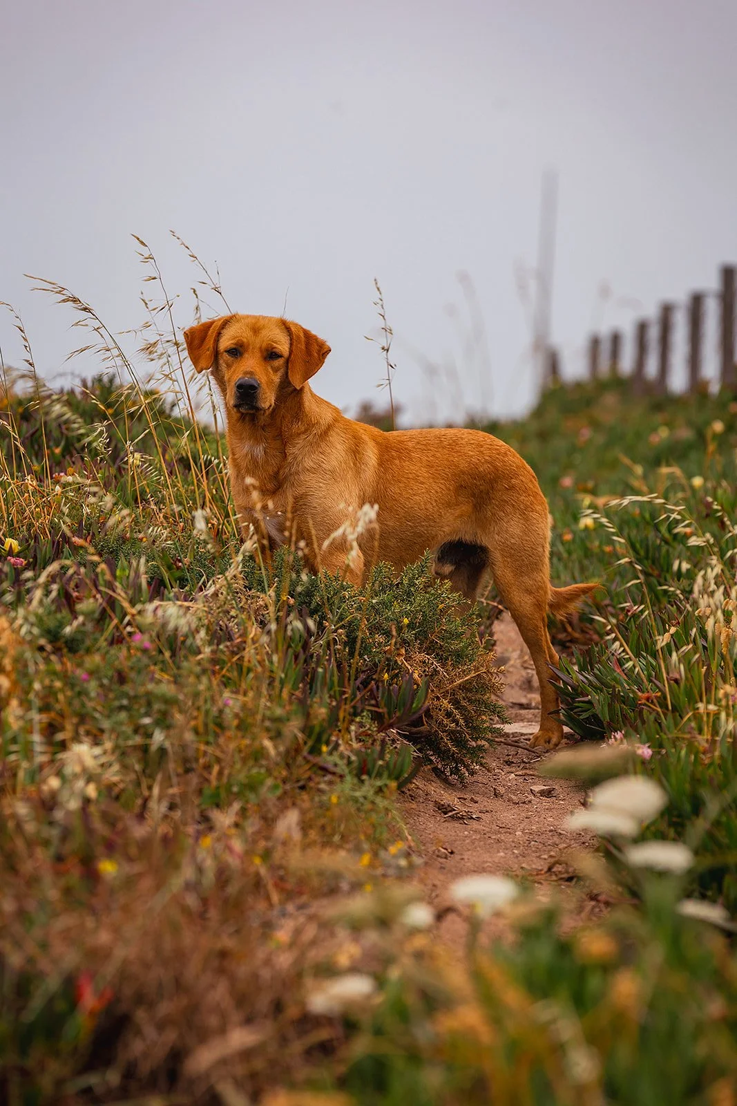 Azenhas do Mar - Casey Bell Photography (58).jpg