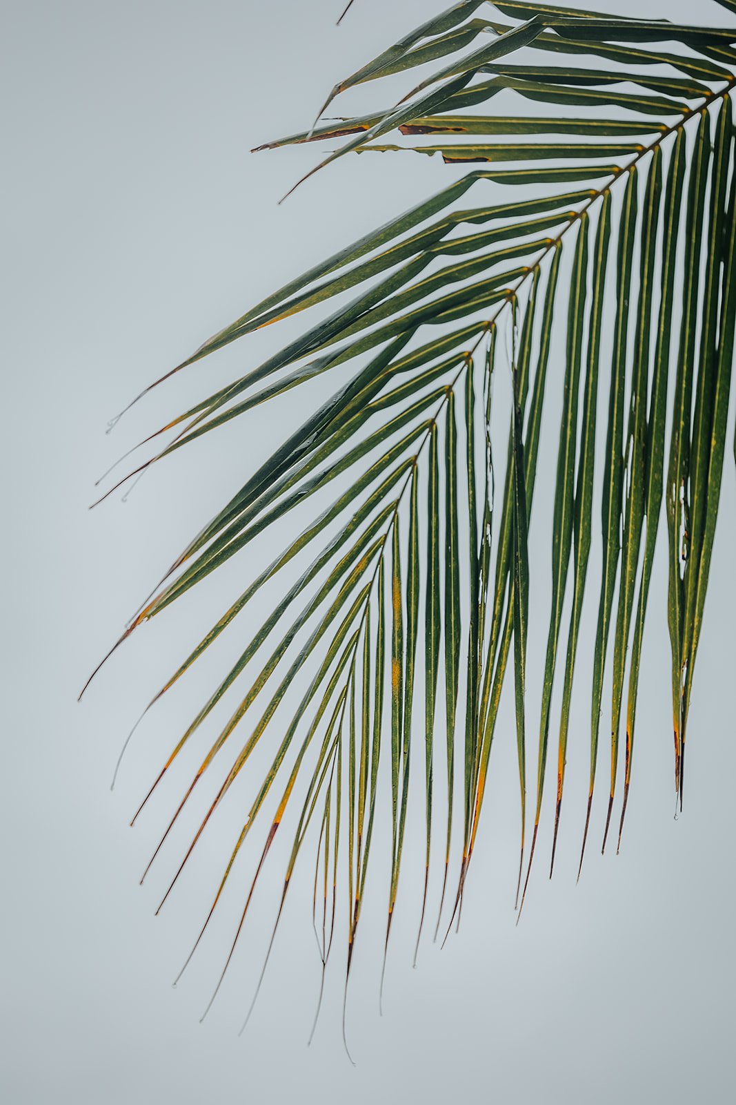 Patina Maldives, Fari Islands - Casey Bell Photography (9).jpg