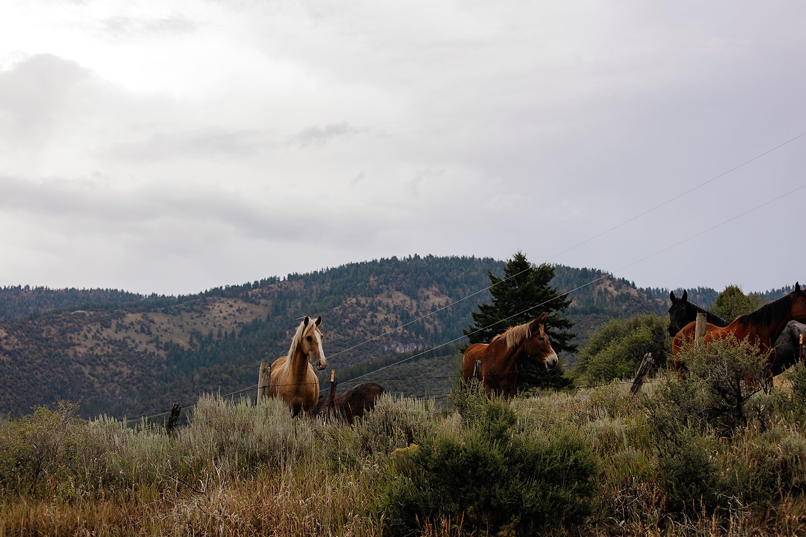 Idaho Road Trip - © Casey Bell Photography (9).jpg