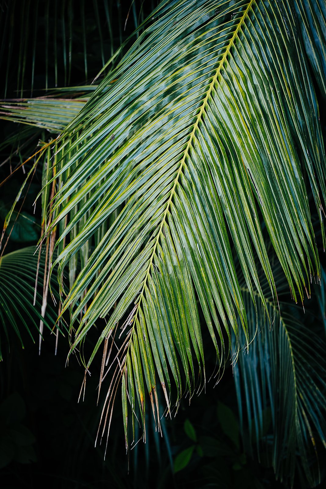 Soneva Fushi  Baa Atoll, Maldives - Casey Bell Photography (32).jpg