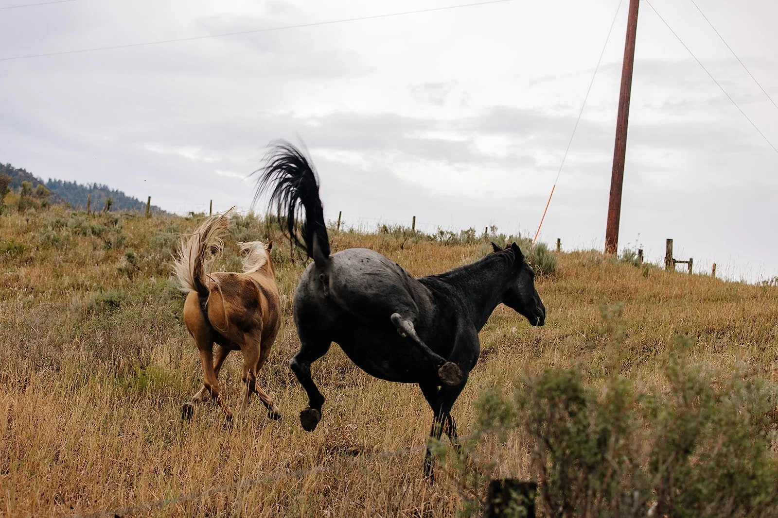 Idaho Road Trip - © Casey Bell Photography (29).jpg
