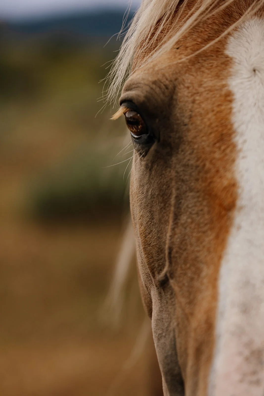Idaho Road Trip - © Casey Bell Photography (40).jpg
