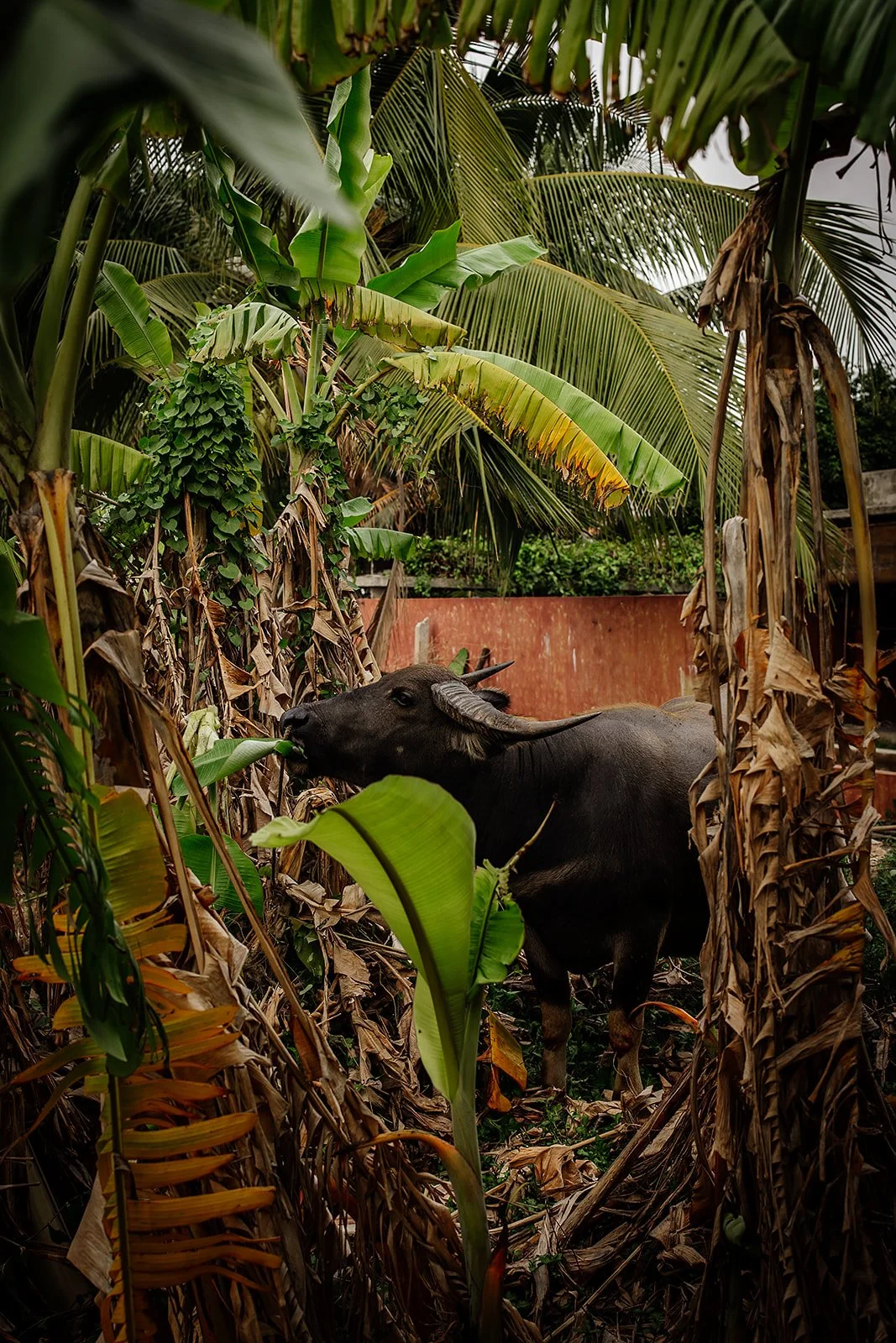 Hoi An - Casey Bell Photographer (96).jpg
