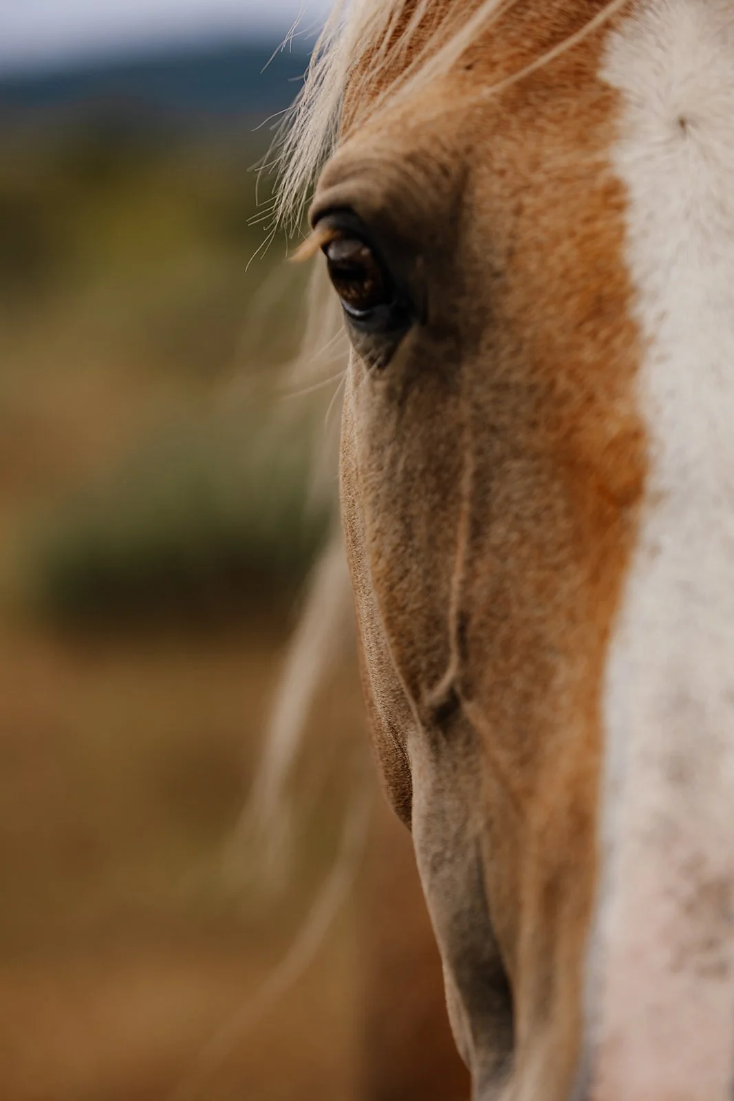 Idaho Road Trip - © Casey Bell Photography (20).jpg