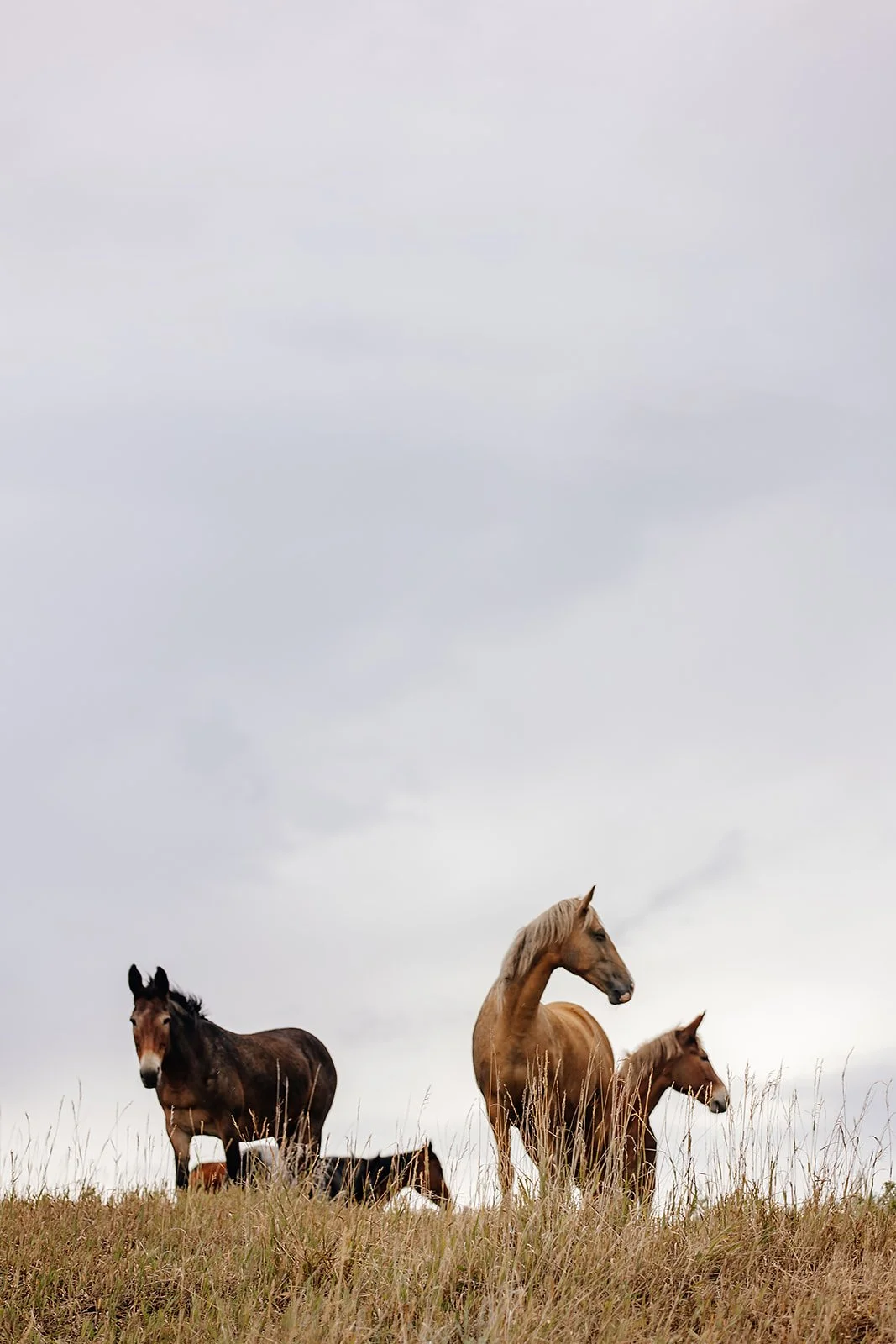 Idaho Road Trip - © Casey Bell Photography (38).jpg