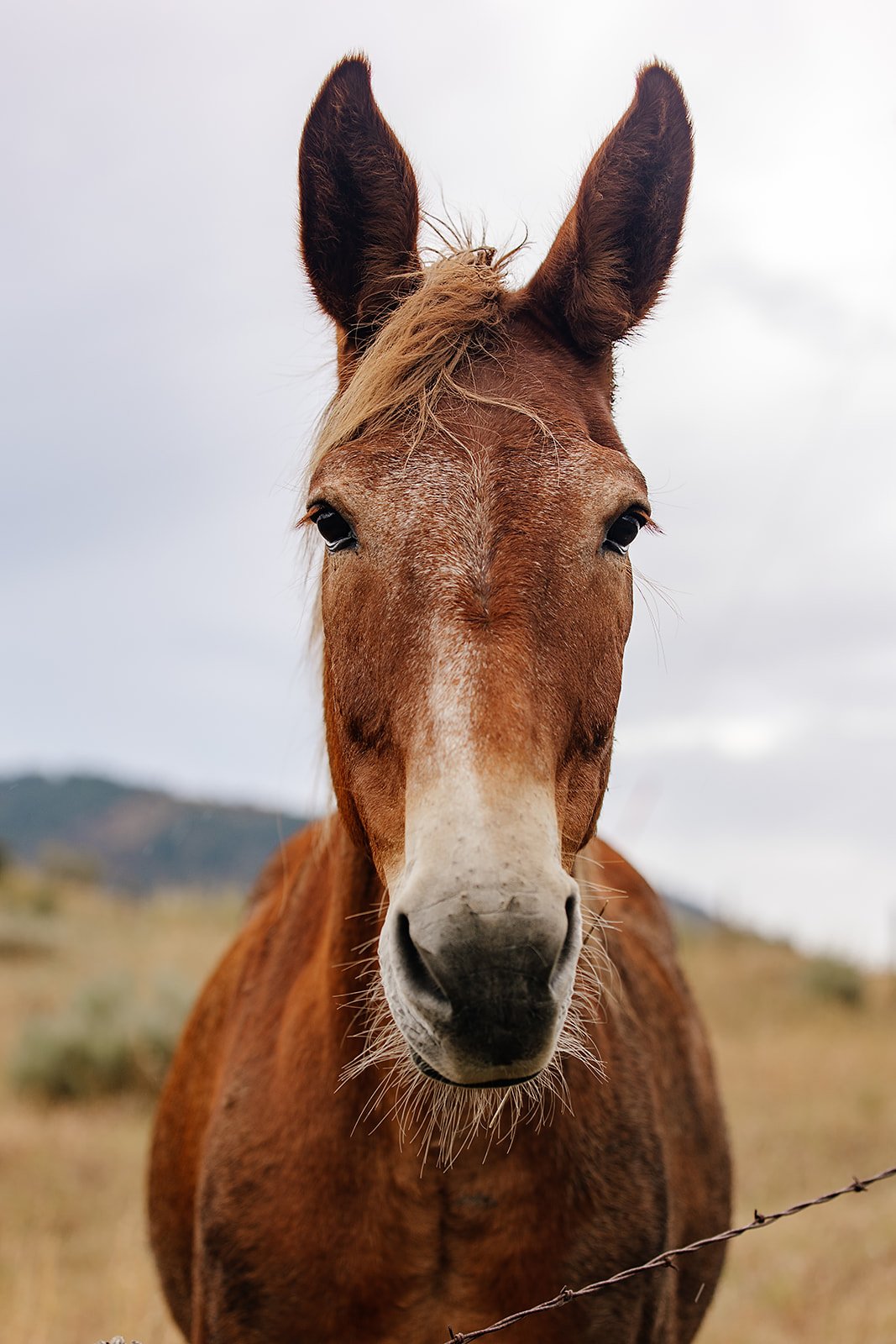 Idaho Road Trip - © Casey Bell Photography (39).jpg
