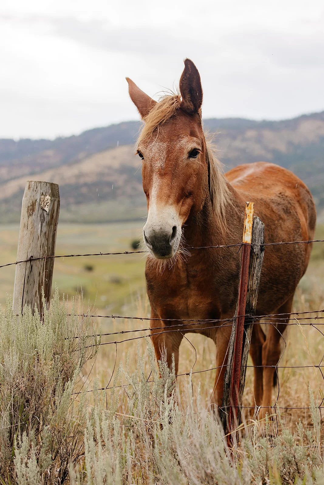 Idaho Road Trip - © Casey Bell Photography (27).jpg