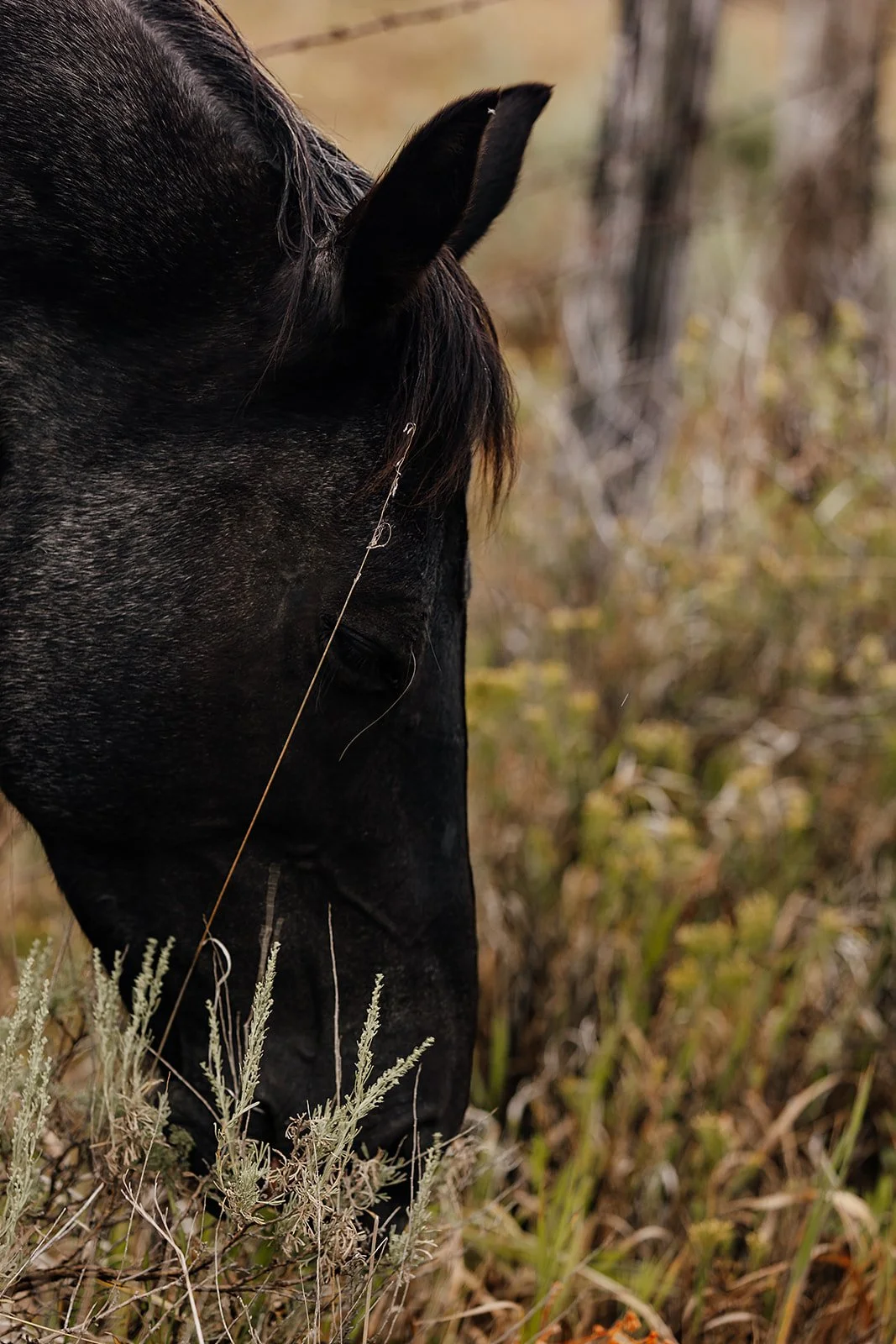 Idaho Road Trip - © Casey Bell Photography (22).jpg