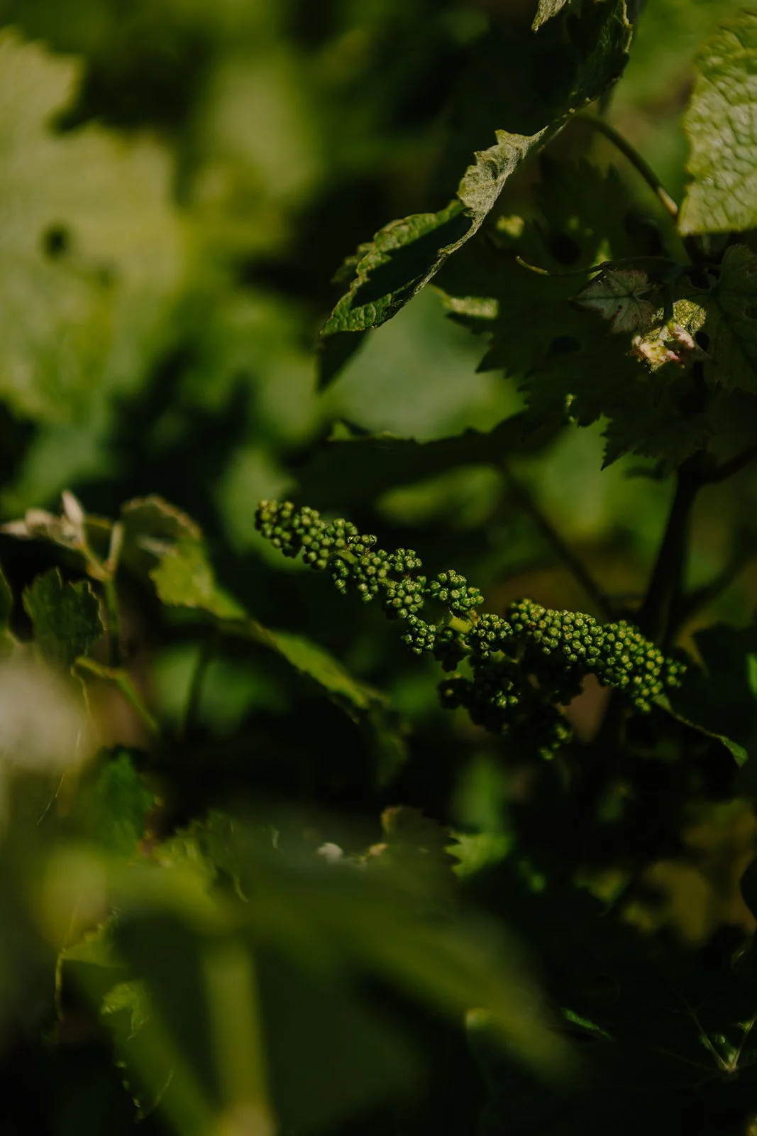 France - Casey Bell Photography (59).jpg