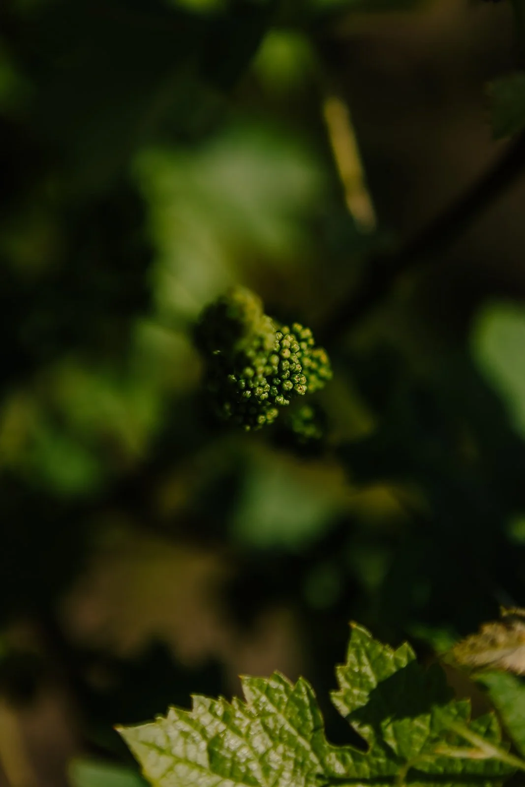 France - Casey Bell Photography (58).jpg