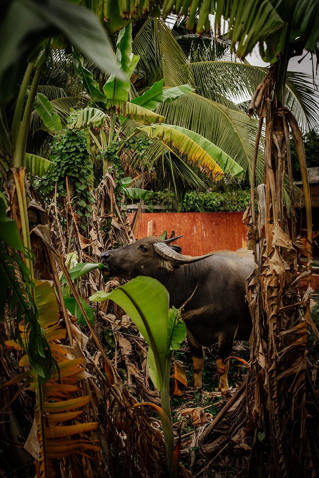 Hoi An - Casey Bell Photographer (2).jpg