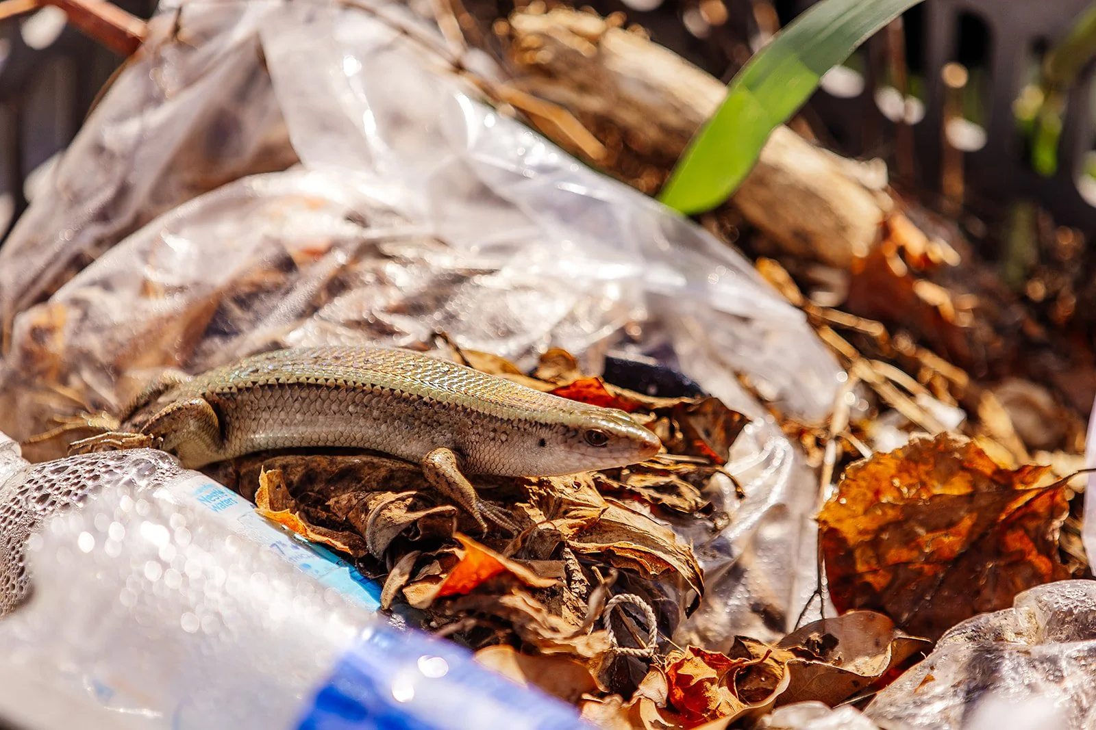 Hoi An - Casey Bell Photographer (61).jpg