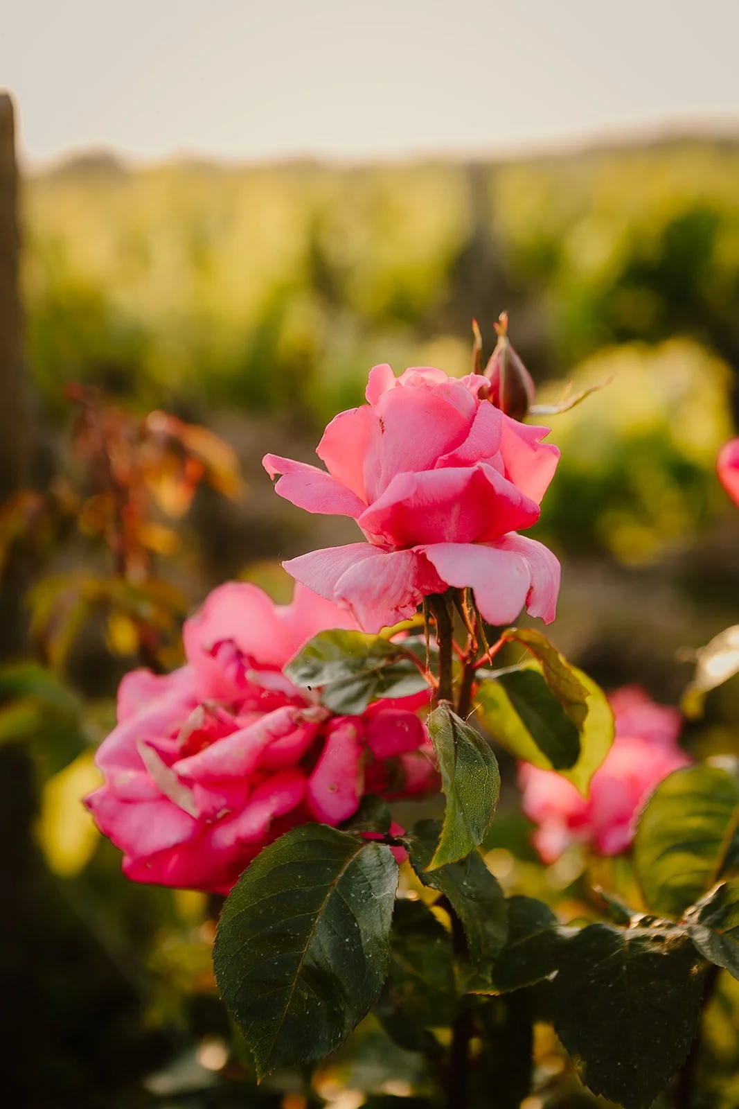 France - Casey Bell Photography (118).jpg