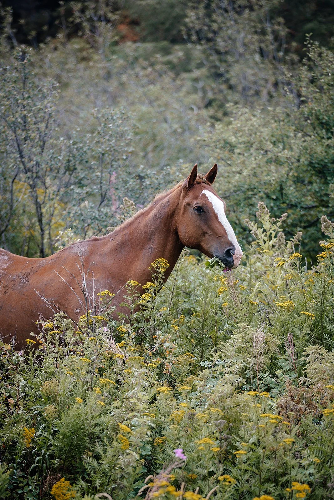 Idaho Road Trip - © Casey Bell Photography (3).jpg