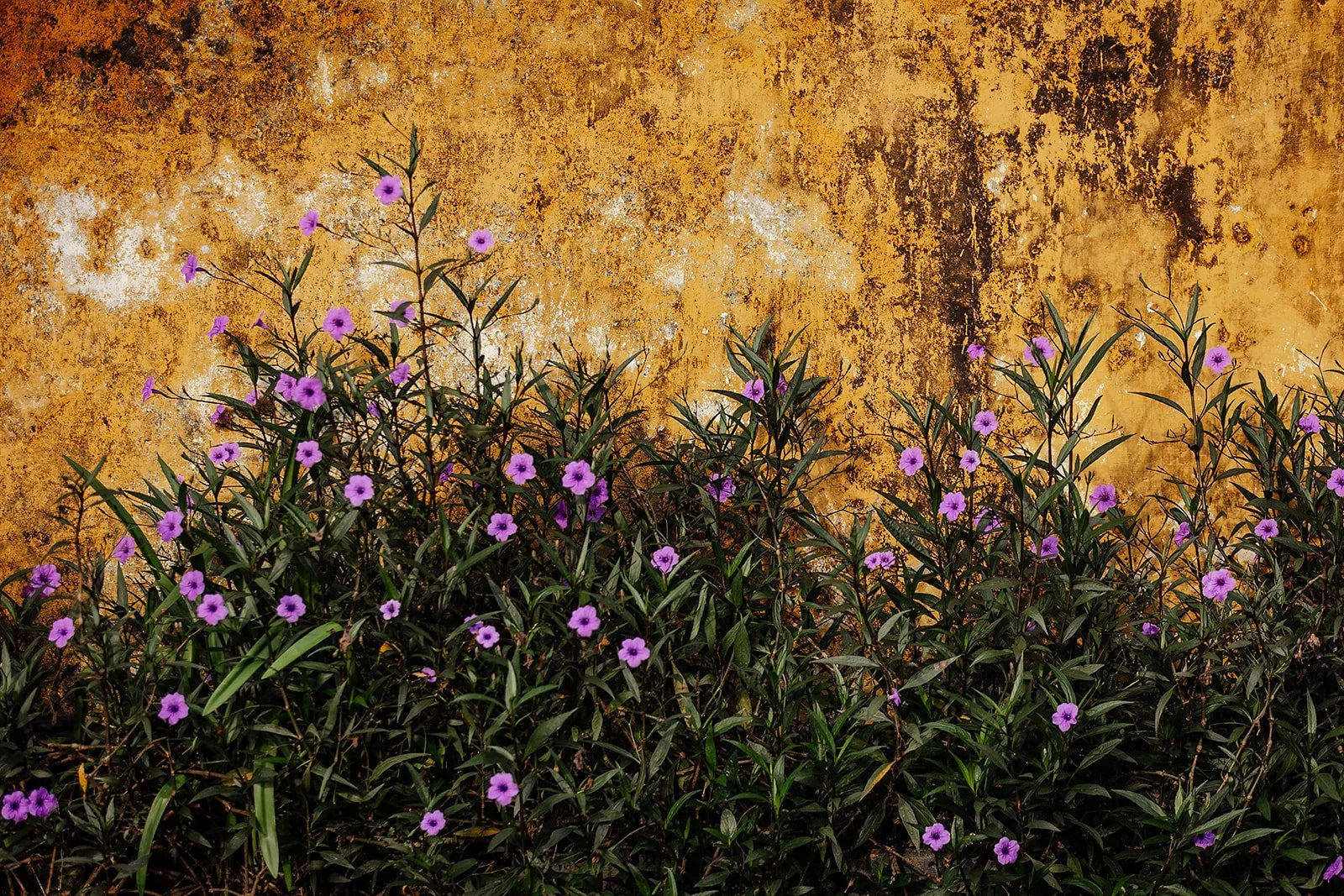 Hoi An - Casey Bell Photographer (85).jpg