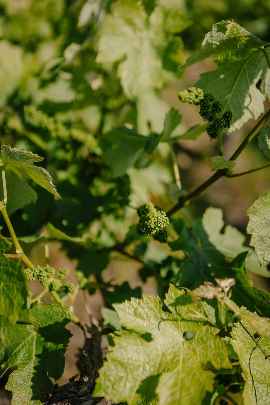 France - Casey Bell Photography (57).jpg