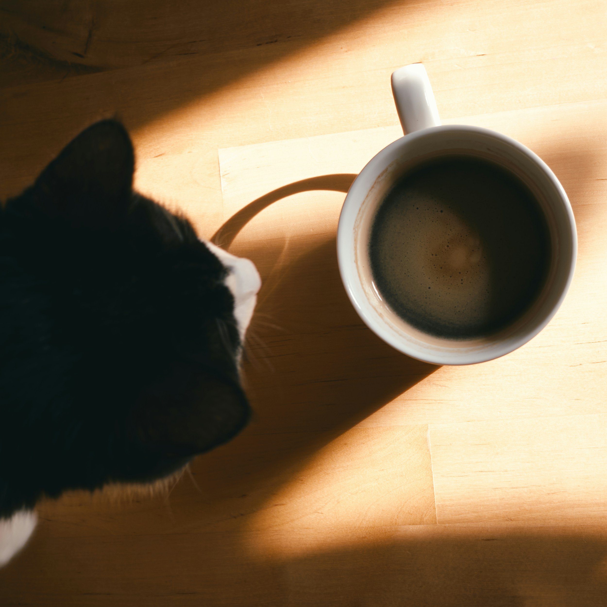 a black and white cat sniffing a cup of coffee on a sunlit wood floor in the morning in poiema