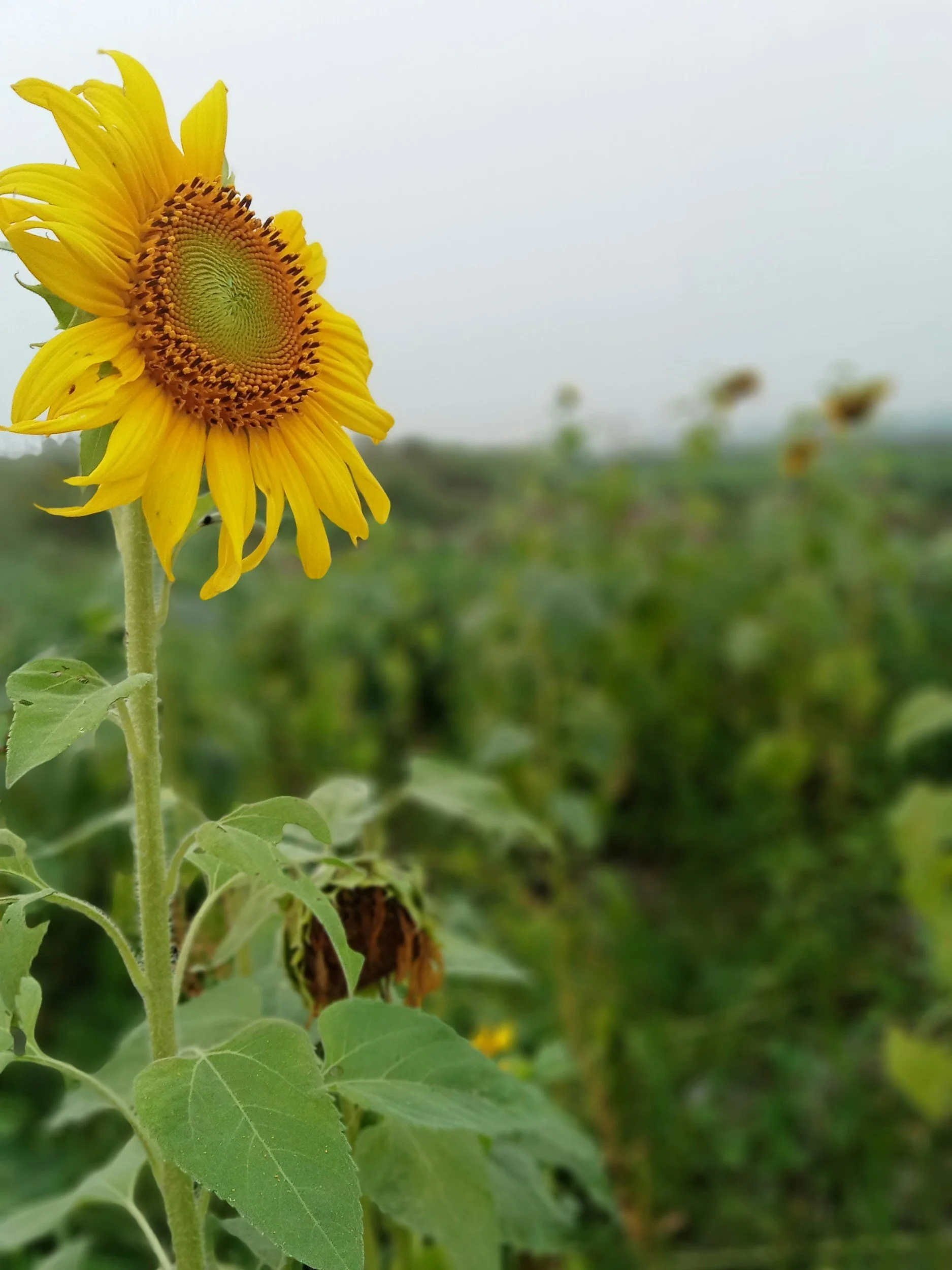 sunflower field