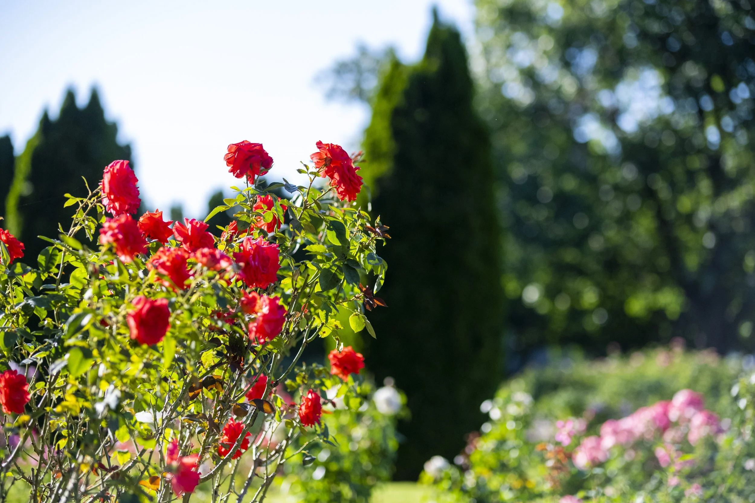Julia Davis Park, Boise