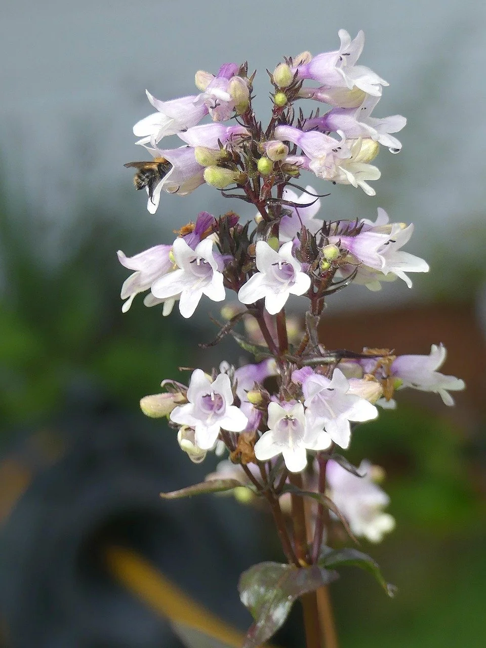 Foxglove Beardtongue - Red Huskers