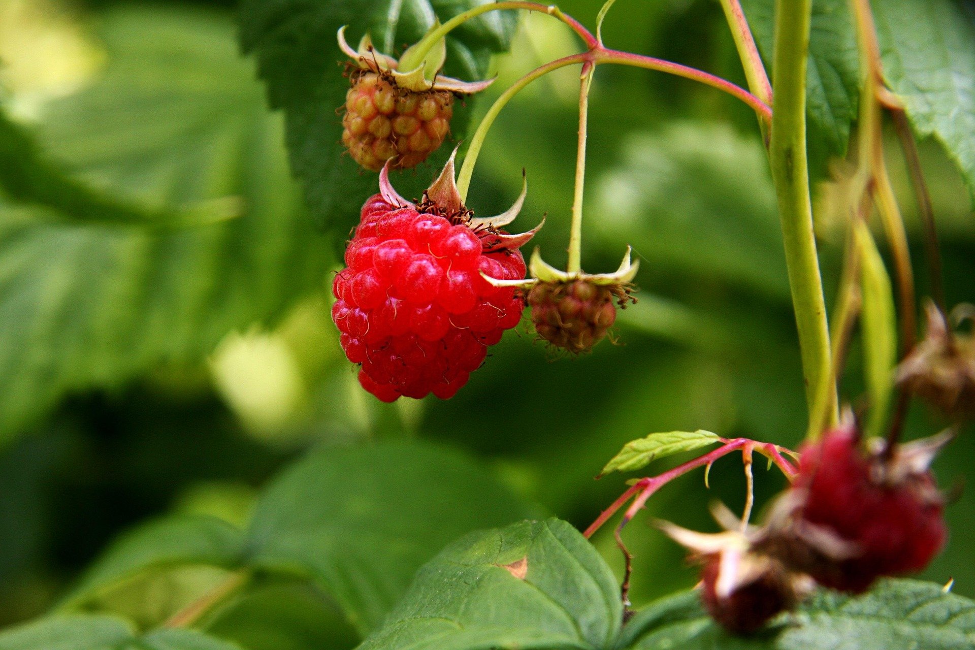 ivoxis-raspberry-1523579_1920.jpg