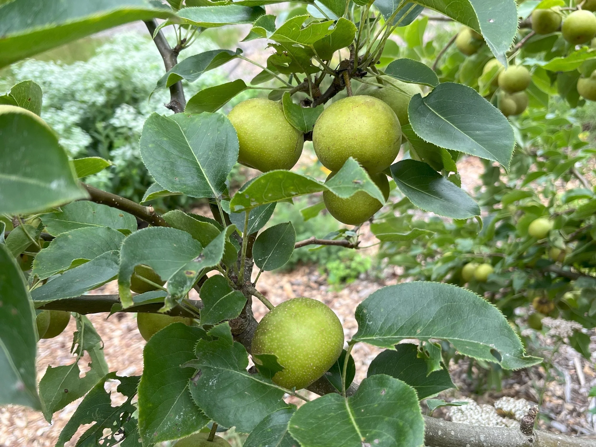 Creating an Edible Landscape- 5/4/2025