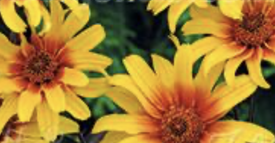 Screenshot 2026-02-09 at 5.23.36 PM.png