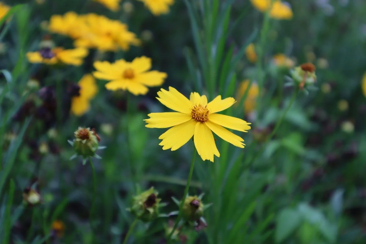 u_t1gr1wis36-coreopsis-7349371_1280.jpg