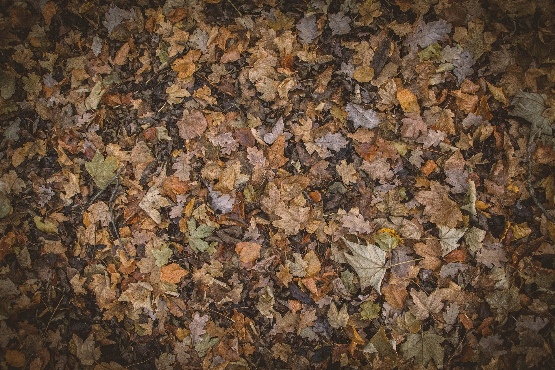 pexels-autumn-1869936_1920.jpg