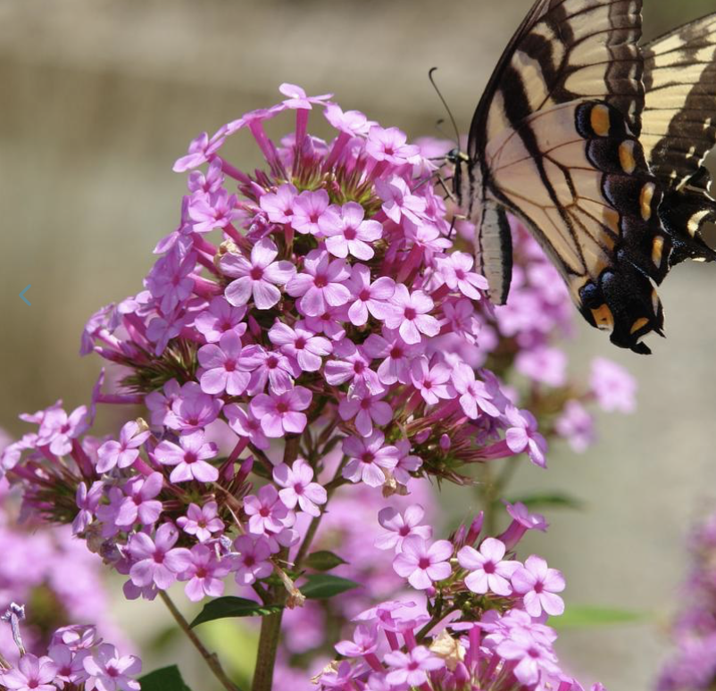 Screenshot 2026-03-03 at 11.23.50 AM.png