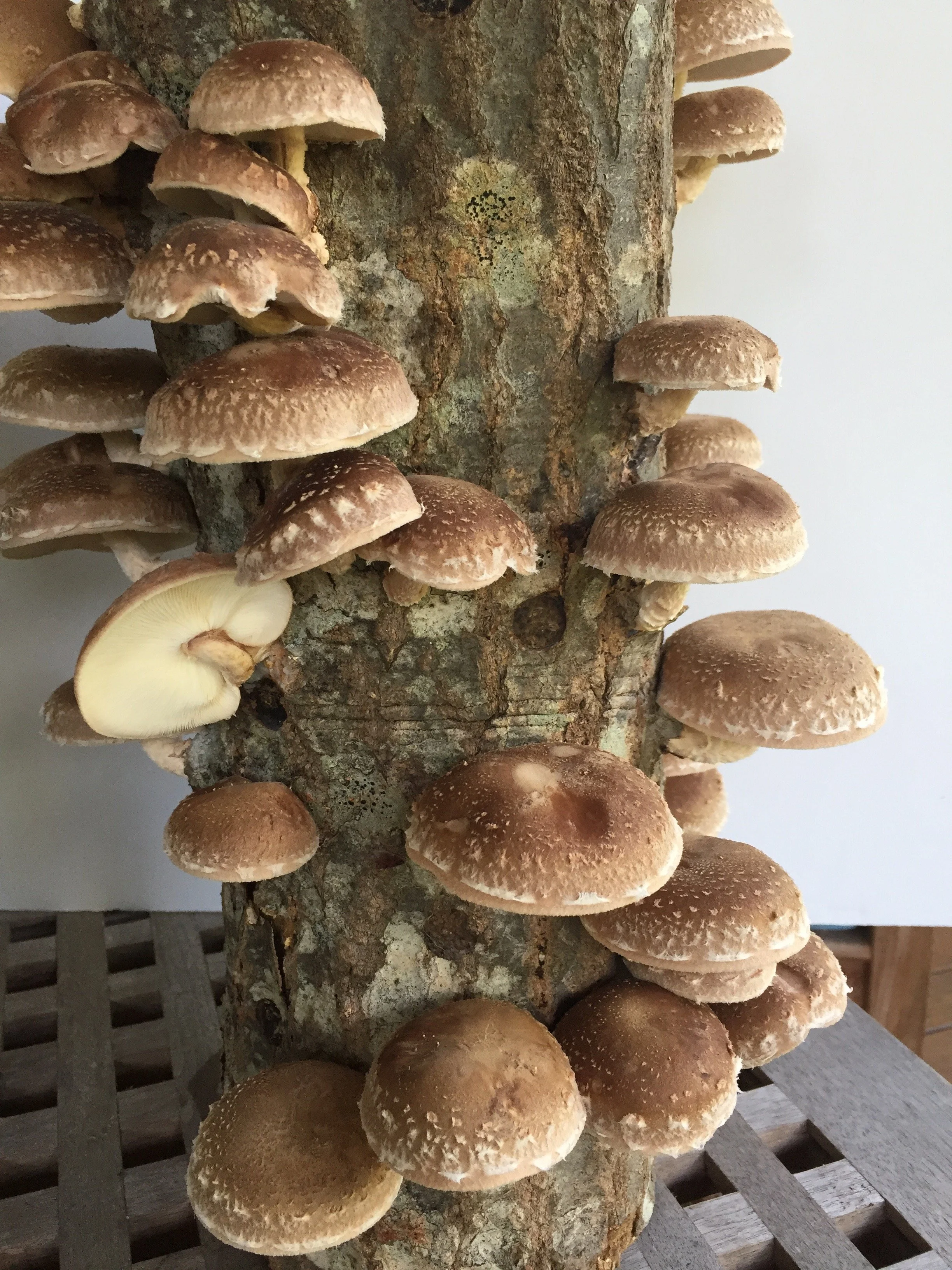 Growing Shiitake Mushrooms on Logs - 4/13/2025