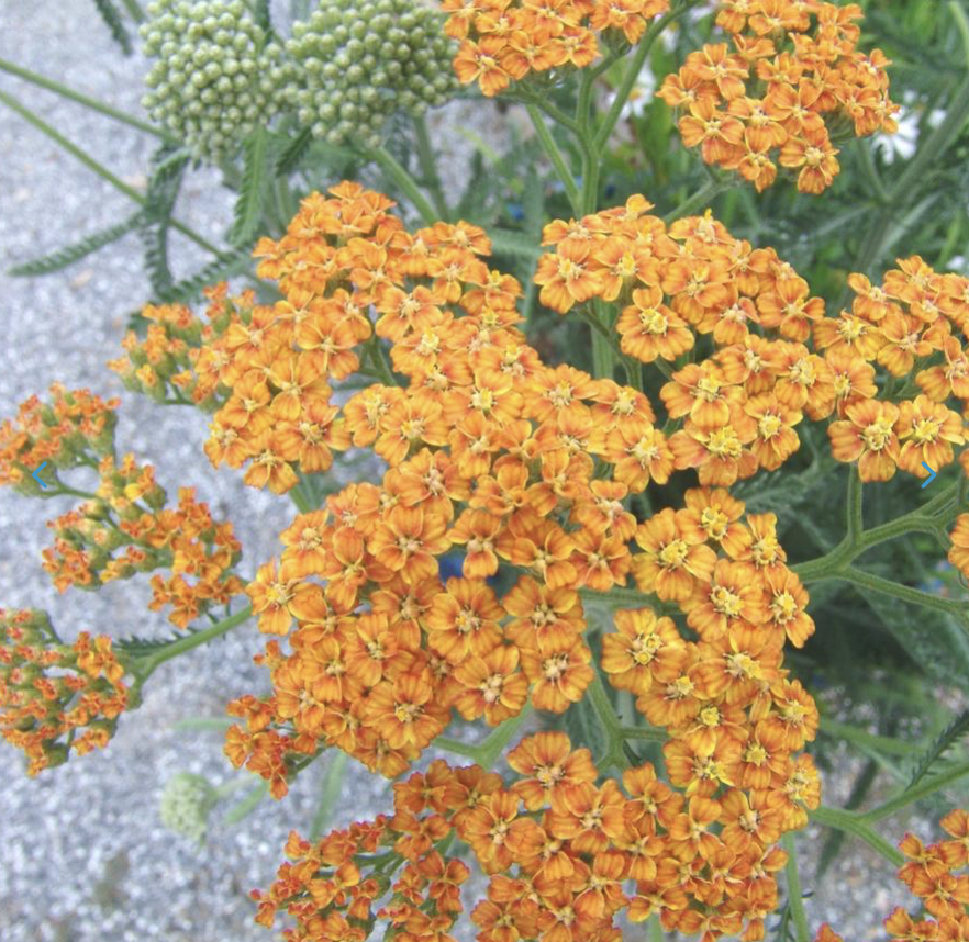 Screenshot 2026-03-02 at 3.53.18 PM.png