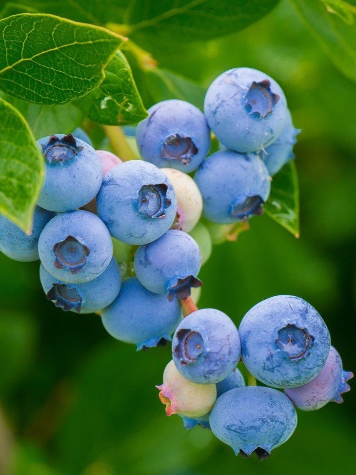 Blueberries on bush_Pixabay.jpg