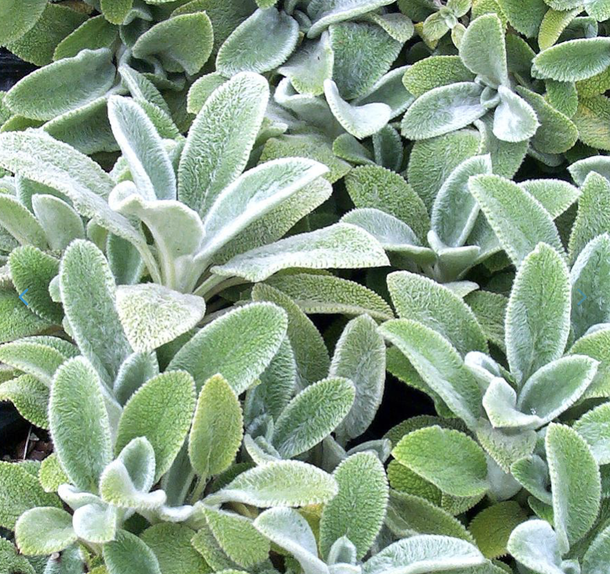 Screenshot 2026-03-03 at 11.10.28 AM.png