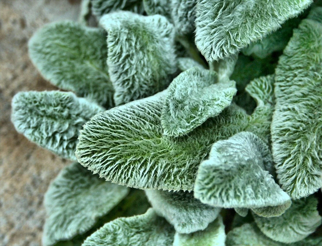 jamesdemers-lambs-ear-53664_1280.jpg