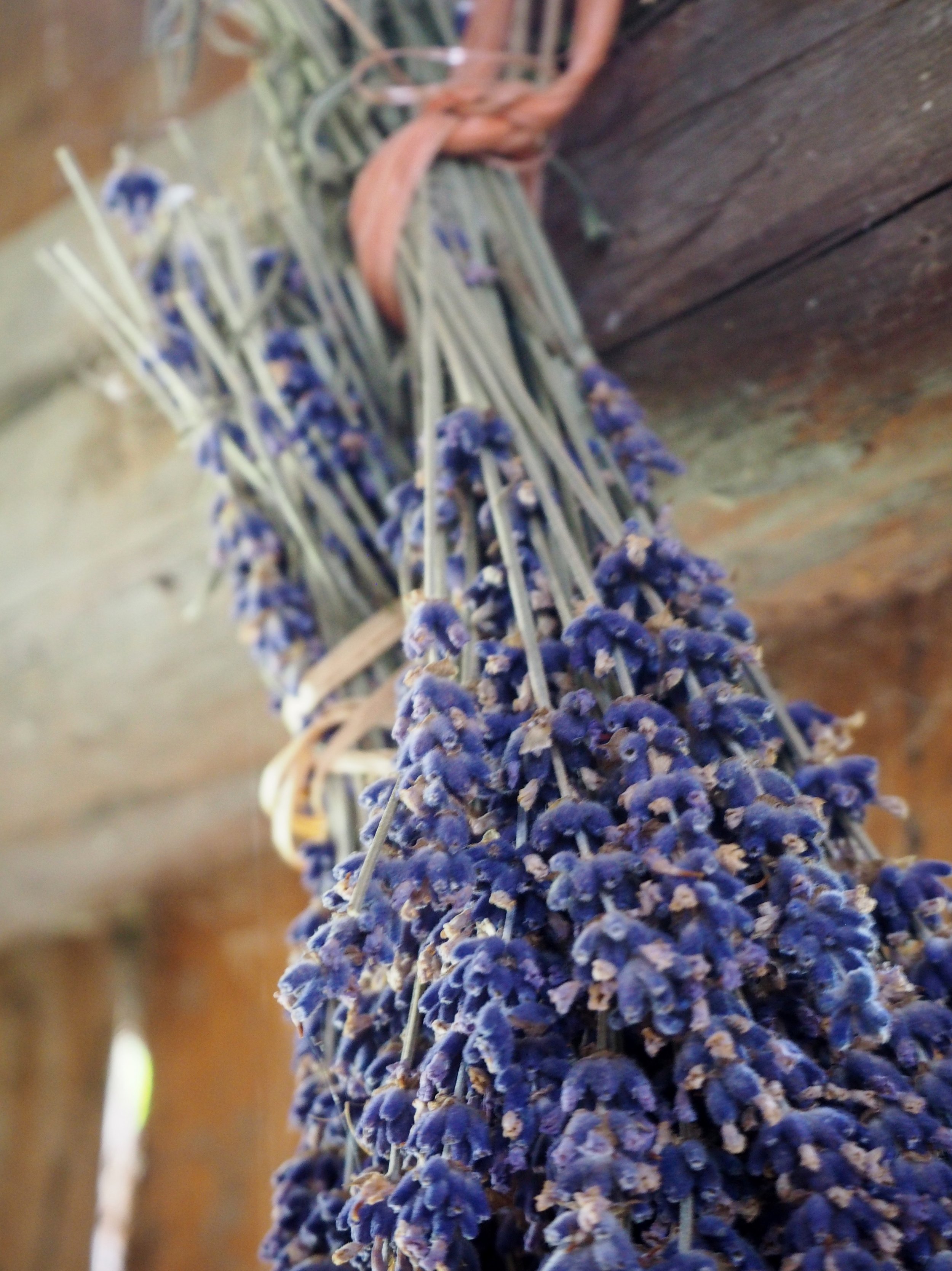 flockine-lavender-2711151.jpg