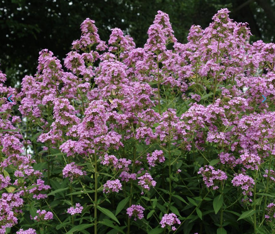 Screenshot 2026-03-03 at 11.23.39 AM.png