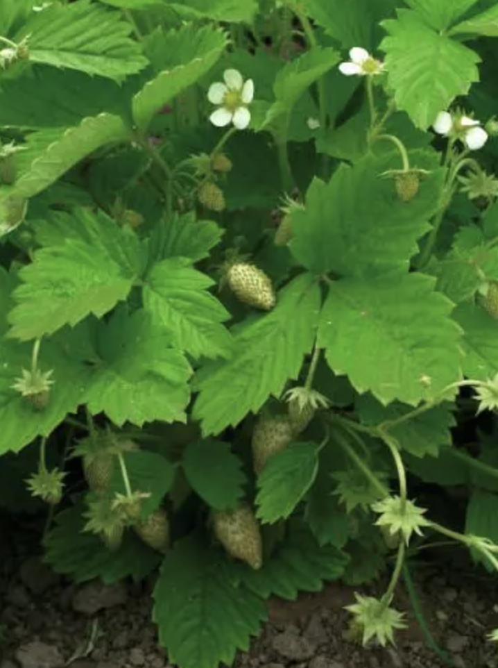 Screenshot 2026-01-26 at 5.52.26 PM.png (Copy)