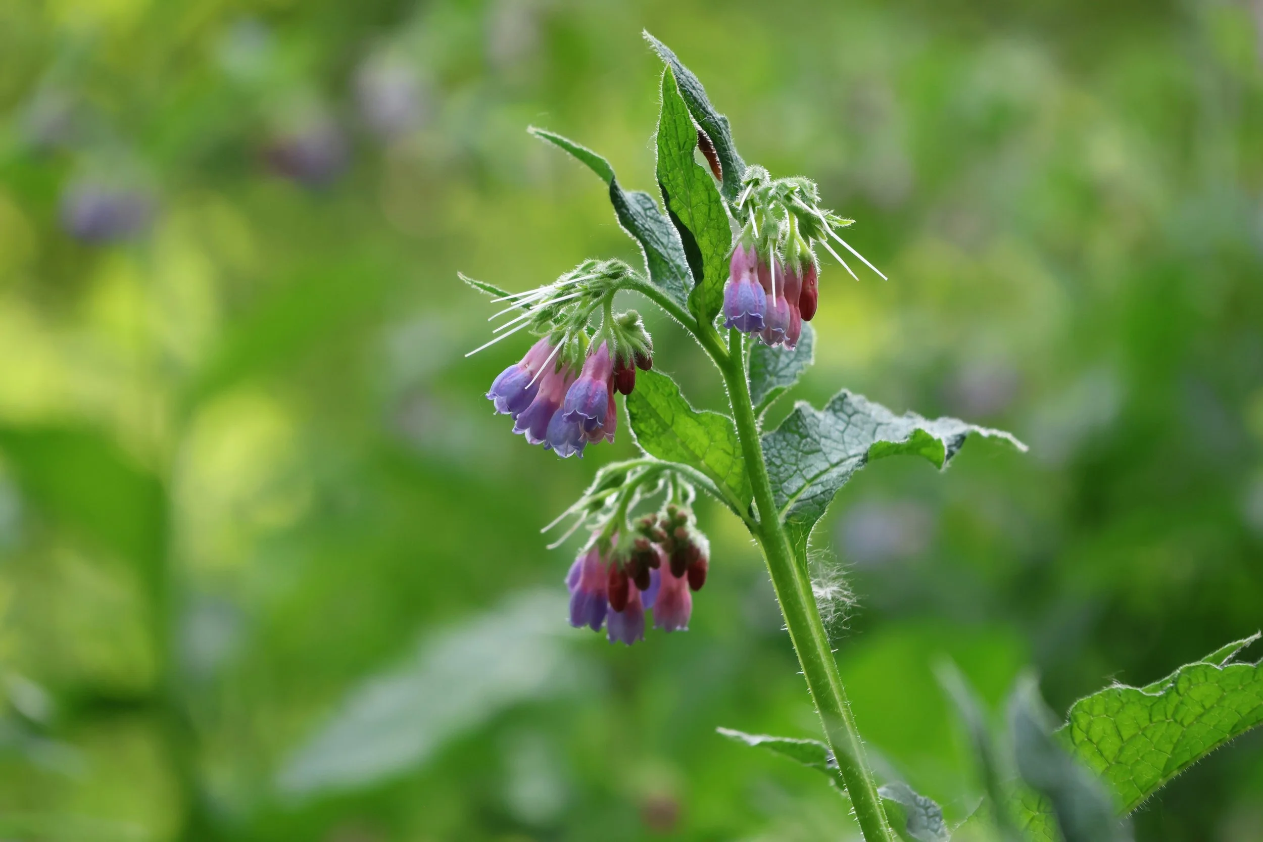 Comfrey, Bocking 14 Russian