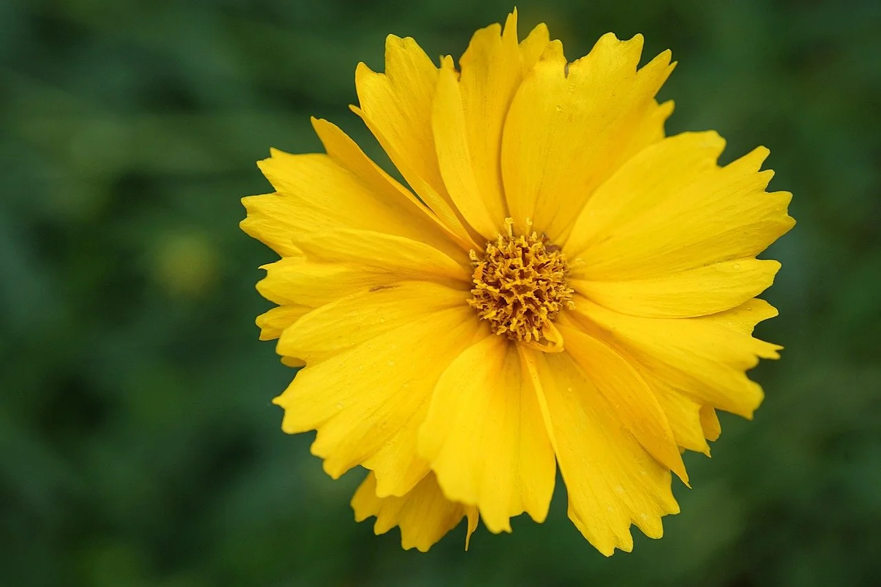 daledbet-lanceleaf-coreopsis-8059238_1280.jpg