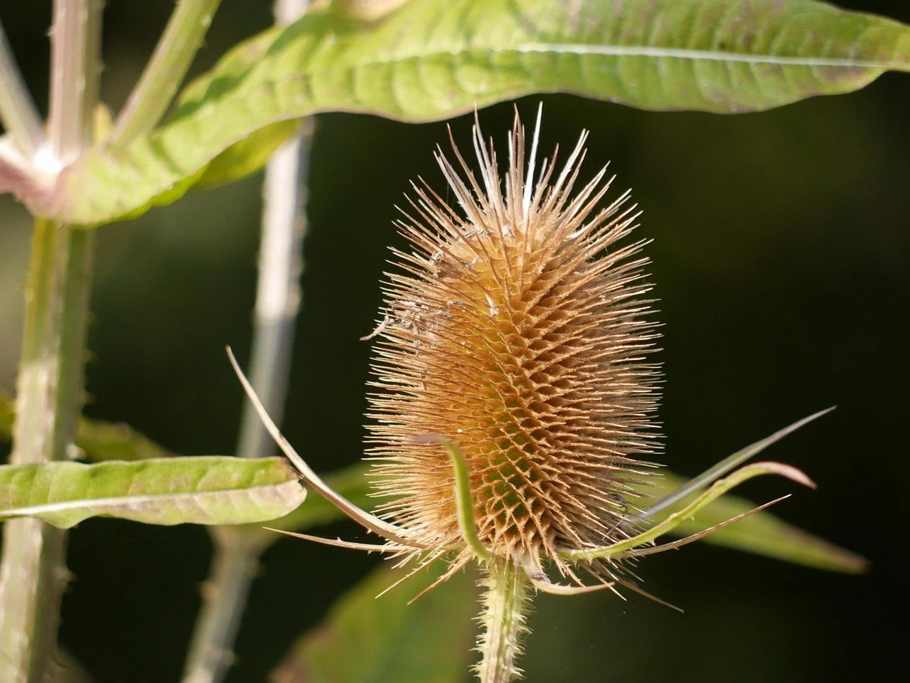 seedhead.jpg