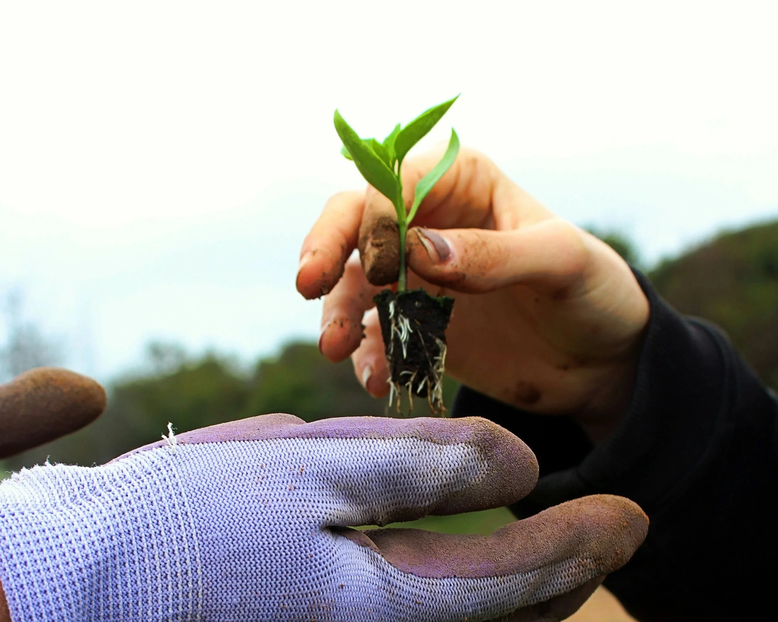 Starting Seeds for Flower & Veggie Gardens - 3/7/2026
