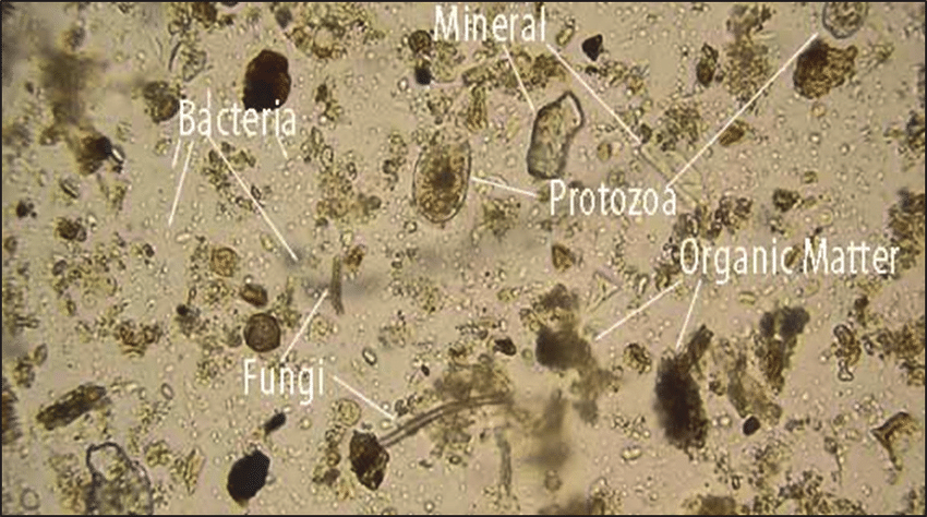 Soil-sample-under-microscope-by-maubycom-28.ppm.png